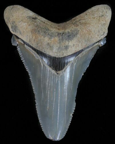 Serrated, Angustidens Tooth - Megalodon Ancestor #61694
